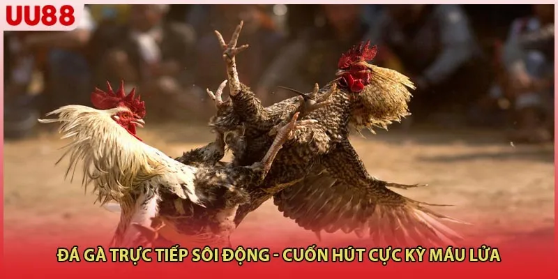 Đá Gà Trực Tiếp Sôi Động - Cuốn Hút Cực Kỳ Máu Lửa